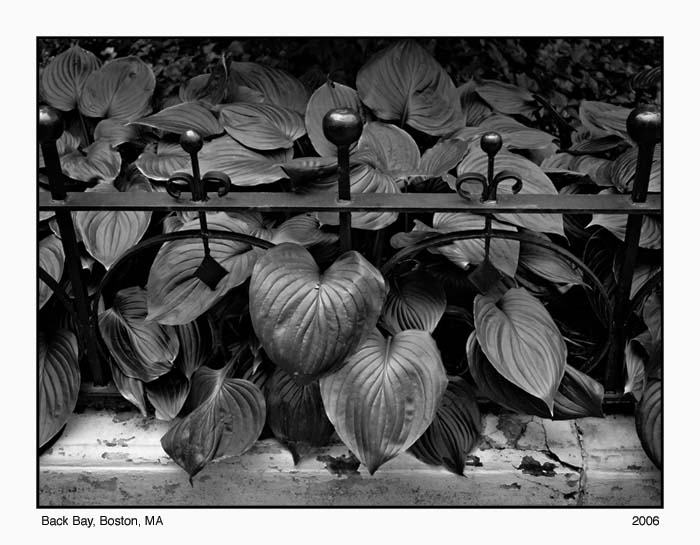 Hosta